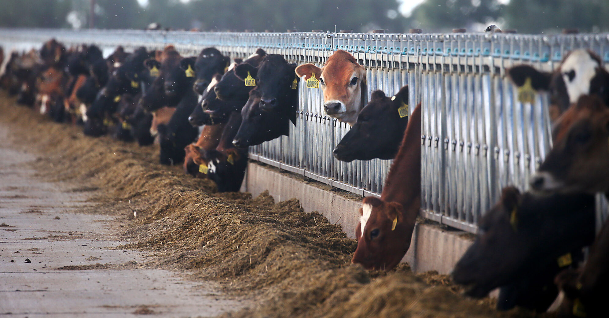 Coronado Dairy